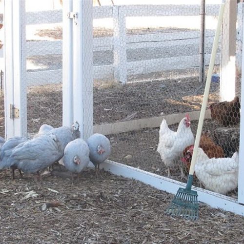 Guineas Are From Mars Chickens Are From Venus